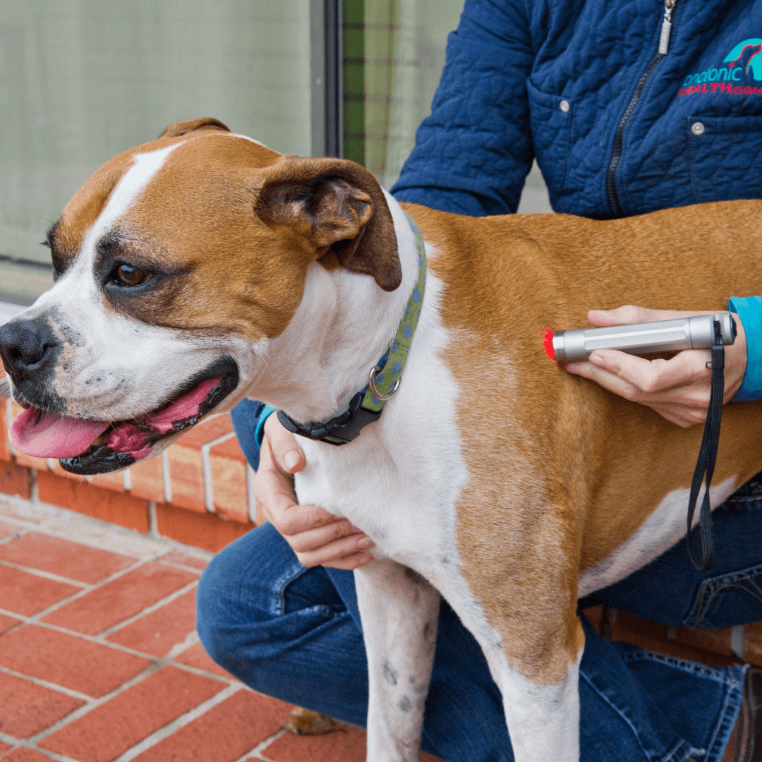 Dog Course Image no banner Dog Course Image no banner