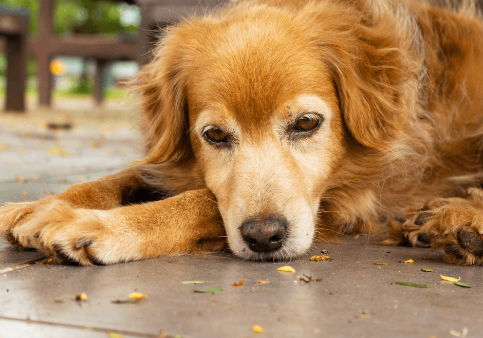 Dog Page- Problem Dog Page- Problem